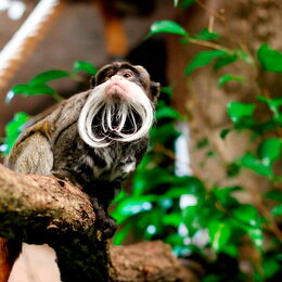 Kaiserschnurrbarttamarine auf einem Baumstamm im Gehege