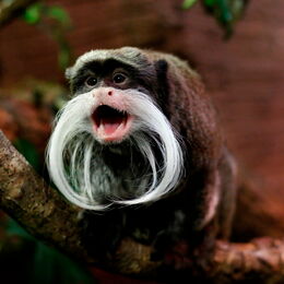 Kaiserschnurrbarttamarine