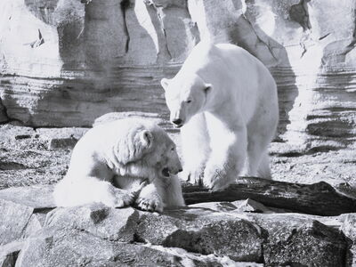 Eisbär Lloyd mit Valeska