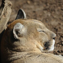 Puma liegt in der Sonne