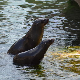 Zwei Seebären im Wasser