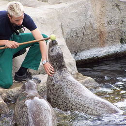 Tierpfleger Lasse beim Training mit dem Target mit zwei Seehunden