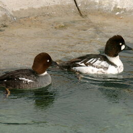 Zwei Zwergsäger im Wasser