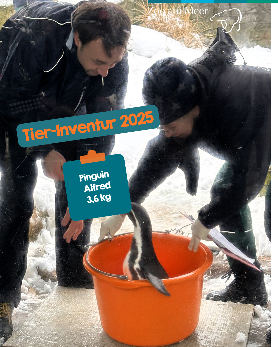 Tier-Inventur 2025: Tierarzt Fabian und Tierpflegerin Carmen wiegen Pinguin Alfred
