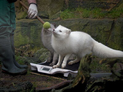 Die Polarfüchse werden von Tierpfleger Timo mit Hilfe des Targets auf die Waage gestellt