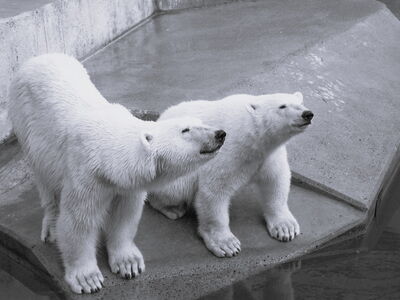 Eisbär Lloyd und Olinka auf der alten Anlage im Zoo am Meer