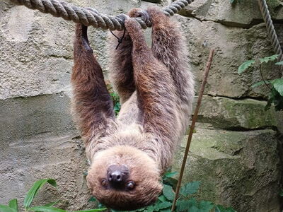 Zweifingerfaultier Horst hängt an einem Tau in der Außenanlage der Kaiserschnurrbarttamarine