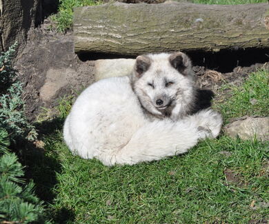 Polarfuchs mit weißem Fell auf der Anlage