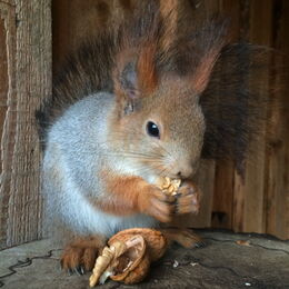 Sibirisches Eichhörnchen Futtert