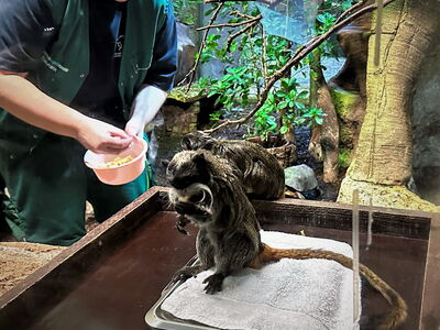 Tierpflegerin Annika lockt die Kaiserschnurrbarttamarine mit Futter auf die Waage