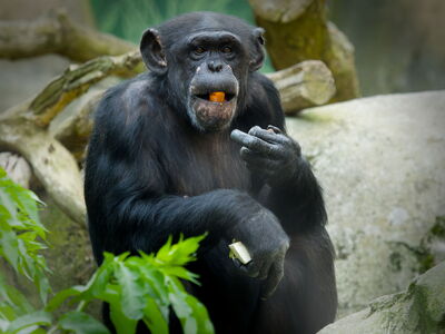 Schimpansin Lizzy im Zoo am Meer Bremerhaven