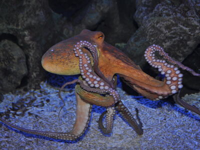 Becken 8, der Gemeine Oktopus oder Krake