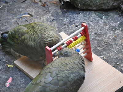 Tierbeschäftigung- Keas spielen an einer Rechenmaschine