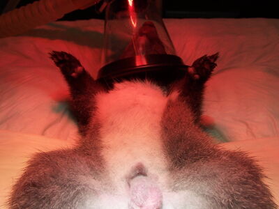 Ein Eichhörnchen in Narkose