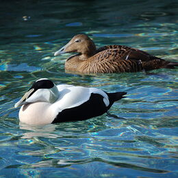 Eiderenten-Paar schwimmt im Wasser