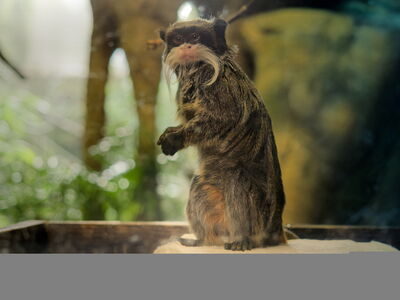 Ein Kaiserschnurrbarttamarin auf der Waage bei der Inventur 2023