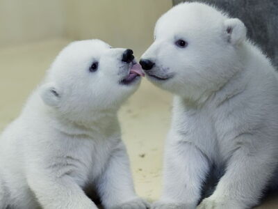 Die kleinen Eisbär-Zwillinge Anna & Elsa auf der Innenanlage ©Bernd Ohlthaver