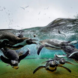 Humboldt-Pinguine tauchen nach Fisch