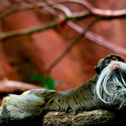 Kaiserschnurrbarttamarine liegt im Gehege auf einem Baumstamm