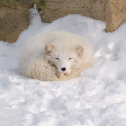 Weißer Polarfuchs im Schnee