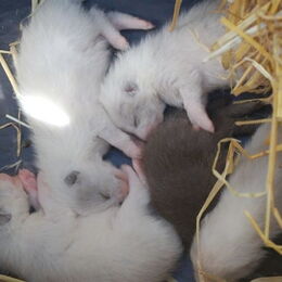 5 Polarfuchs-Jungtiere liegen eng aneinander gekuschelt zusammen