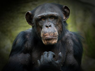 Portrait Schimpanse, der direkt in die Kamera schaut©Bernd Ohlthaver