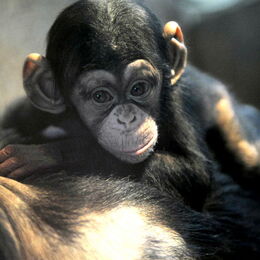 Der Schimpansen-Nachwuchs hält sich auf dem Rücken der Mutter fest