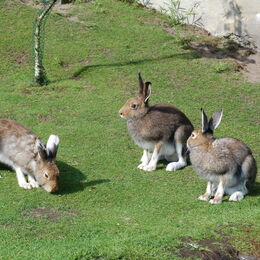 Drei Schneehasen auf der grünen Anlage