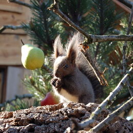 Sibirisches Eichhörnchen mit Birne