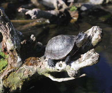Sumpfschildkröte auf einem Ast